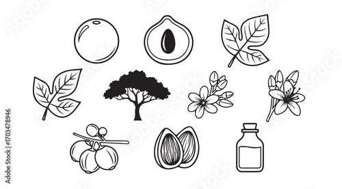 Collection of hand drawn botanical illustrations of olive fruit tree and oil silhouette