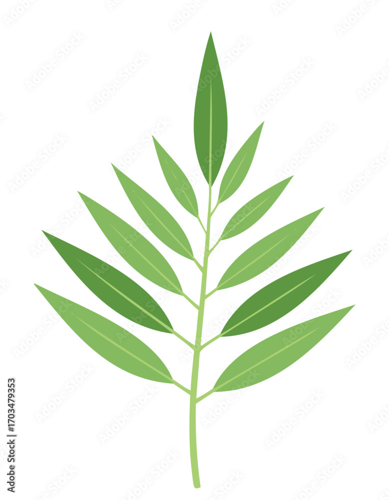 Fototapeta premium Green branch with multiple pointed leaves on white background