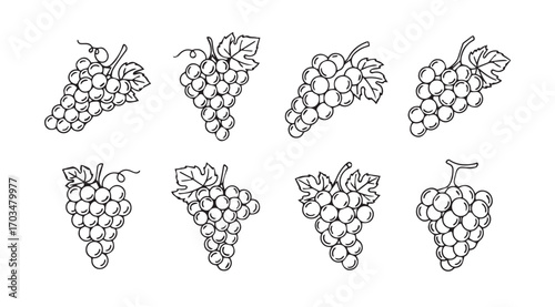 Collection of hand drawn grape bunches in a distinctive silhouette style