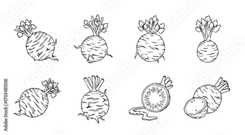 Collection of hand drawn root vegetables with leafy greens silhouette