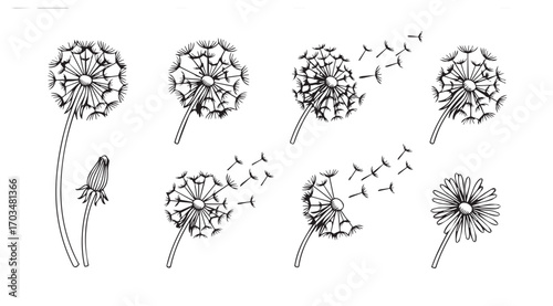 Collection of dandelion seed head silhouettes in various stages of dispersal