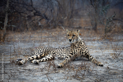 a female cheetah relaxing on a misty morning.