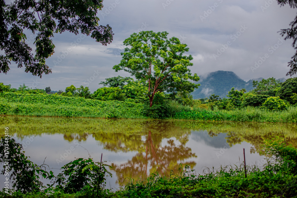 Fototapeta premium Close-up of natural atmosphere background with various trees growing along the edge of the mountain, bananas, moss ferns along the natural waterfall and cool breeze blowing through.
