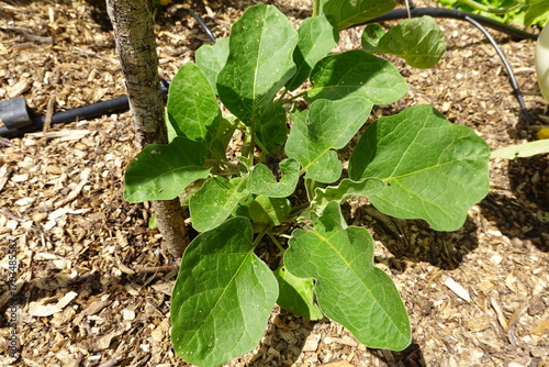 Eggplant growing in garden with wood chip mulch