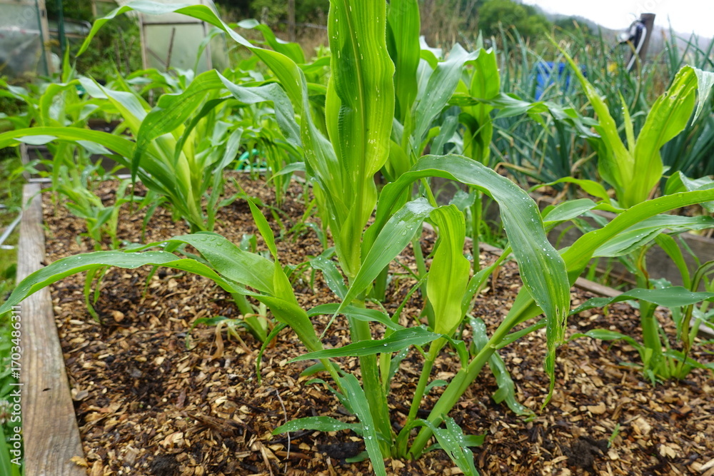 Obraz premium Young corn plants growing in raised garden bed with wood chips mulch