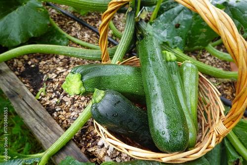 Farmer harvesting fresh zucchini in wicker basket