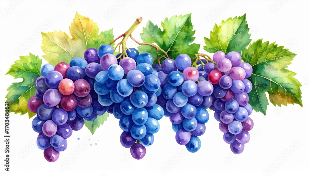 Fototapeta premium Watercolor Painting of Grapes with Purple Blue Hue and Green Leaves on a White Background