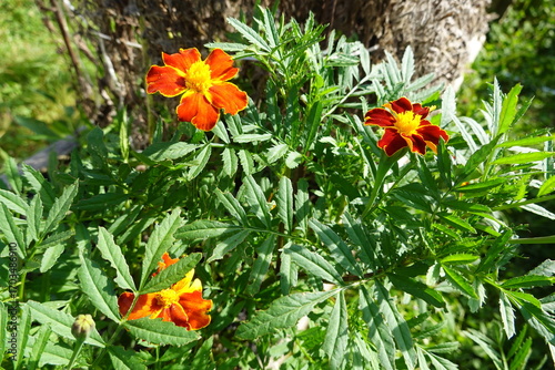 Billede på lærred French marigold flowers blooming in garden
