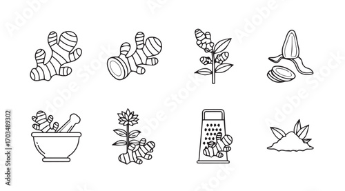 Collection of hand drawn ginger root and herb illustrations silhouette