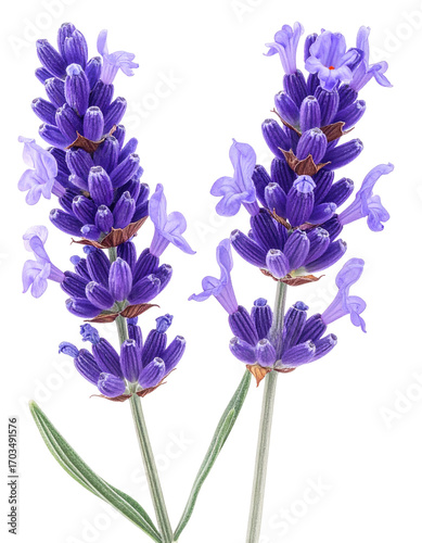 Close-up of two vibrant purple lavender sprigs against a black background. 