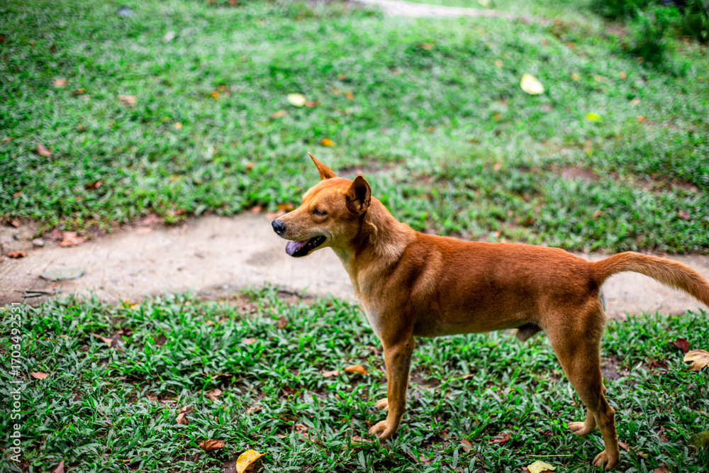 Naklejka premium natural backdrop with large mountains surrounding it,a clear sky with clouds flowing through, cool breeze blowing through the viewpoints at famous tourist attractions.An adventure during the journey.