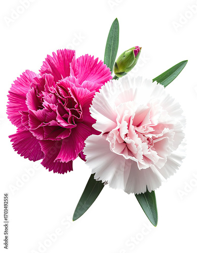 Two carnations, one pink, one white, close-up