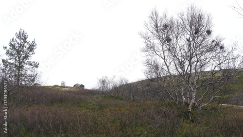 A typical landscape of the polar tundra on a rainy, cloudy day in late autumn.