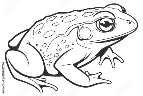 Monochromatic Illustration of a Bullfrog Ready to Leap into Action with Detailed Line Work and Expressive Features on a White Canvas