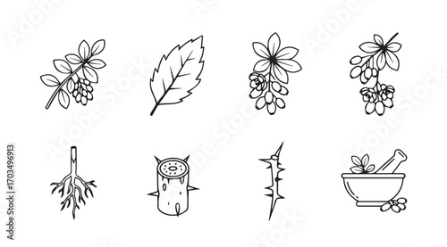 Collection of botanical illustrations featuring delicate plant silhouettes and herbal remedies