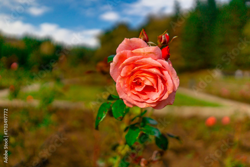 red rose in the garden