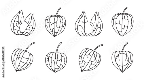 Collection of hand drawn physalis fruit silhouettes in a sketchy style