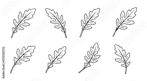 Collection of stylized oak leaf silhouettes in a delicate outline style