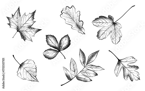1579_Vector textured autumn leaves in black and white colors isolated on white background