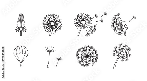 Collection of dandelion seed head illustrations in silhouette style