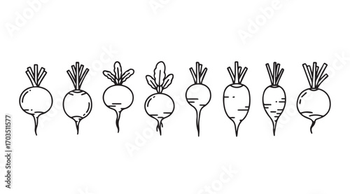Hand drawn outline silhouette of various radish vegetables in a row