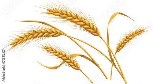 Golden wheat stalks harvest agriculture food grain crop macro detail vector