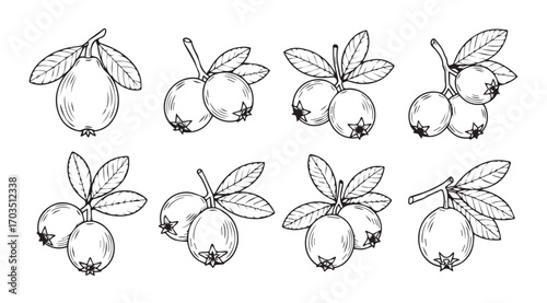 Collection of feijoa fruit sprigs with leaves in a detailed silhouette style