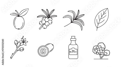 Collection of botanical illustrations featuring fruits leaves and a bottle silhouette