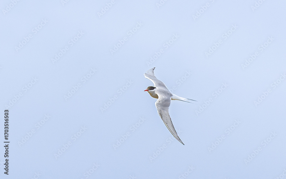 Obraz premium The common tern (Sterna hirundo) in flight