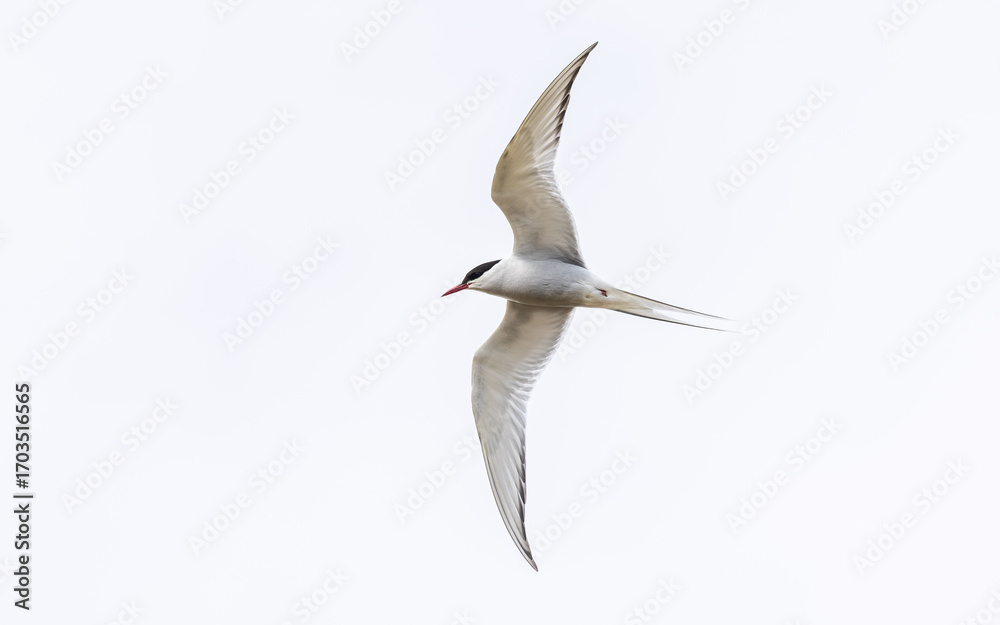 Fototapeta premium Die Flussseeschwalbe (Sterna hirundo) ist eine Vogelart aus der Unterfamilie der Seeschwalben (Sterninae)