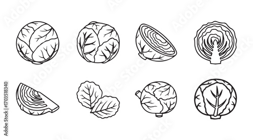 Collection of cabbage and lettuce illustrations in a distinctive silhouette style