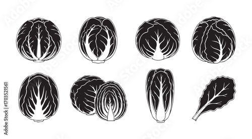 Collection of black and white chinese cabbage silhouettes showing different views and cuts