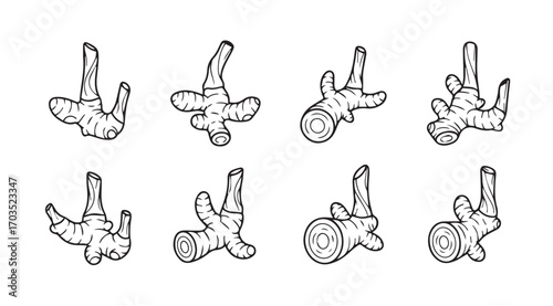 Collection of eight unique ginger root silhouettes in a hand drawn style silhouette