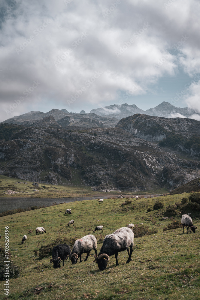 Obraz premium sheep in the mountains of the Covadonga Lakes 