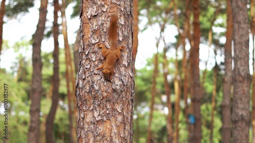 A side vertical footage of a red squirrel standing on a tree branch eating, in daytime with blur background