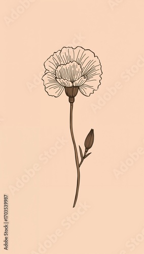 Minimalist carnation flower flat design simple line hand drawing on plain pale peach background