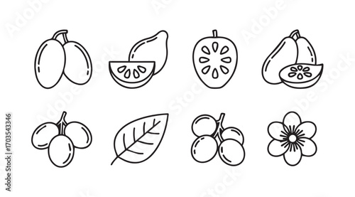 Collection of tropical fruits and a flower in a simple outline silhouette style