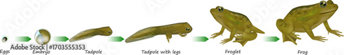 Detailed scientific illustration showing the complete life cycle of a frog, including eggs, embryo, tadpole, tadpole with legs, froglet, and adult frog. Educational biology diagram showing Amphibian m