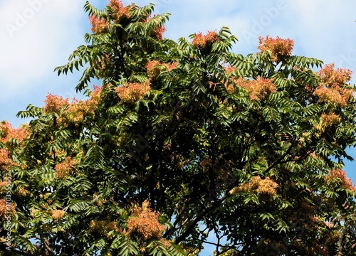 winged-seeds of Ailanthus altissima tree