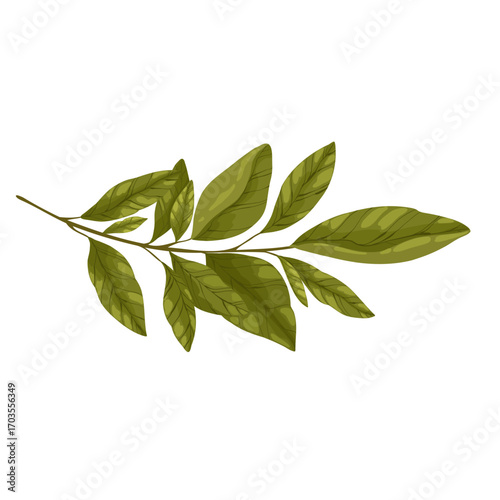 A detailed hand-drawn vector illustration of a lemon tree branch with green leaves. This versatile botanical element is perfect for creating natural compositions, patterns, or borders for packaging