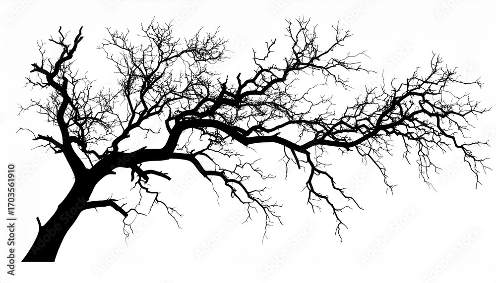Fototapeta premium Silhouette of a Bare Tree with Branches on a White Background for Artistic Expression