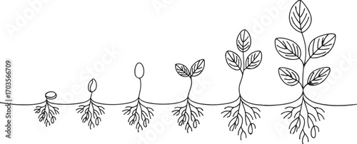 Minimalist line drawing of plant growth stages from seedling to full-grown plant, botanical illustration, nature, ecology, vector art.