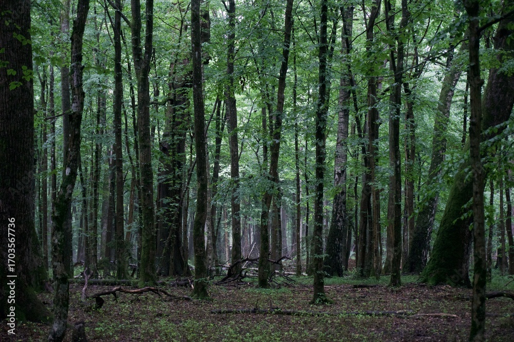 Fototapeta premium The forest after the rain in summer