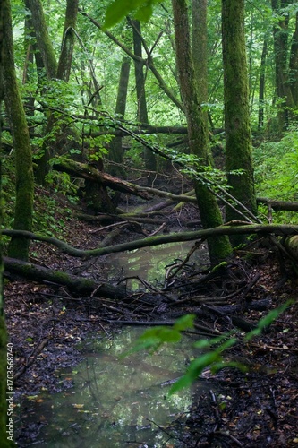 Fototapeta Naklejka Na Ścianę i Meble -  The forest after the rain in summer