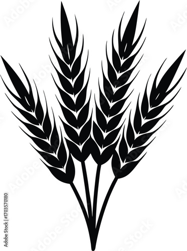 ears of wheat vector illustration