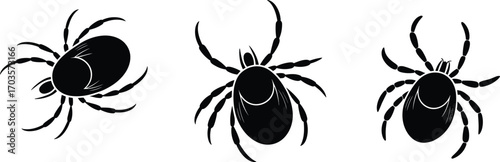 Black and White Tick Vector Illustrations Showing Rounded Body, Eight Legs, and Movement Poses for Entomology, Parasitology, and Disease Awareness
