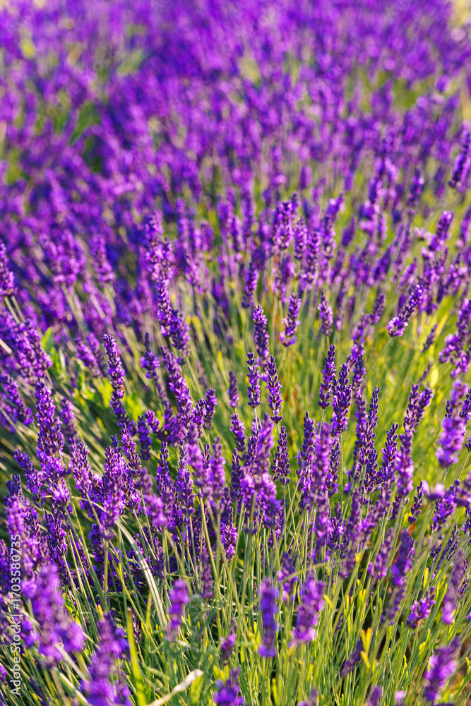 Naklejka premium Lavender bushes in row, blooming under warm sunlight in peaceful purple and green summer field with soft sunset lignt background. Landscape, natural background, herbal wallpaper