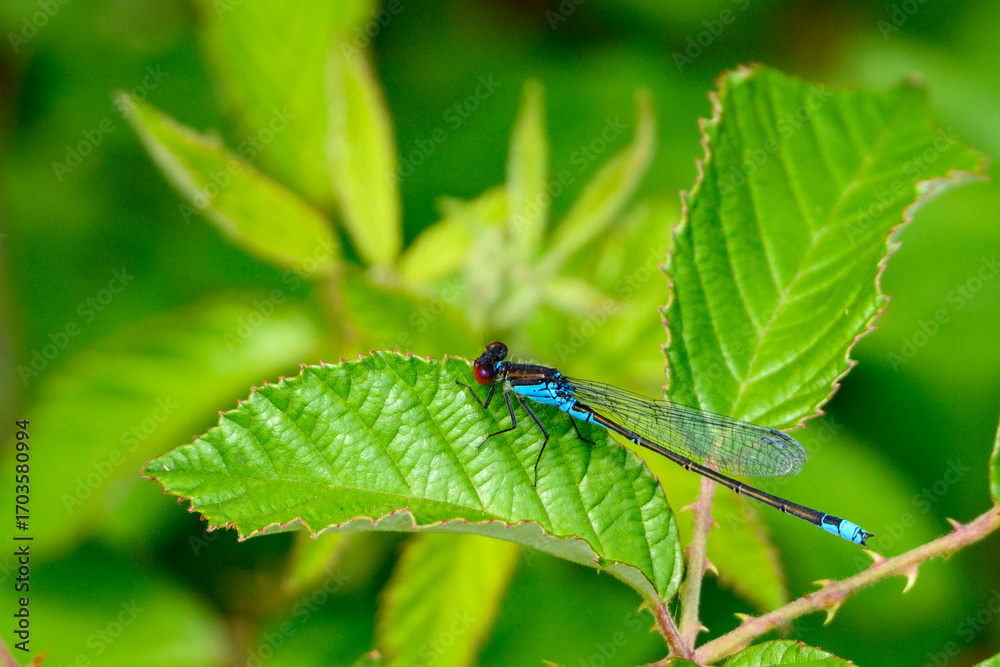 Naklejka premium Small redeye damselfly sitting on a leaf