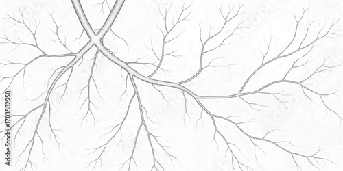 Intricate network of bare tree branches against a stark white background