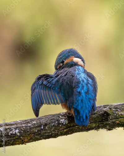 Eisvogel bei Gefiederpflege
